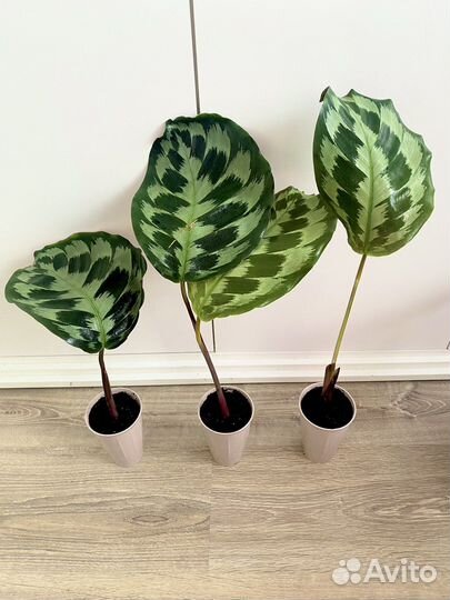 Калатея хелен кеннеди