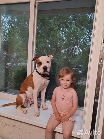 Питбультерьер вязка