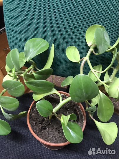 Филодендрон