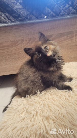 Кошка котенок