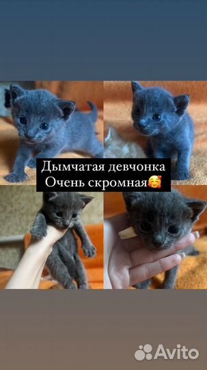 Котята от кошки крысоловки