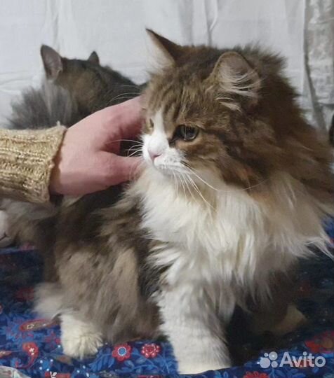 Пушистая кошка