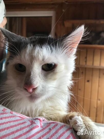 Кот Кузя в добрые руки