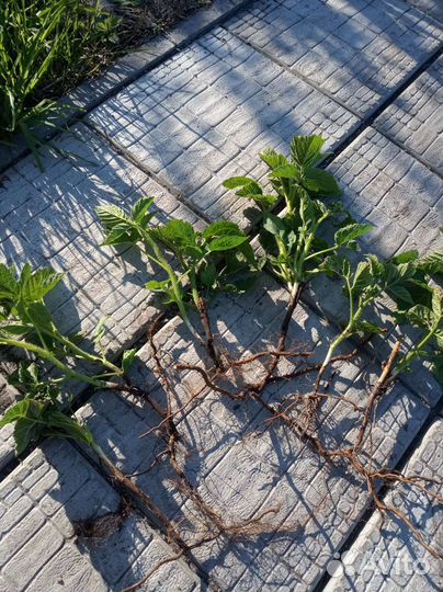 Малина желтая ремонтантная 