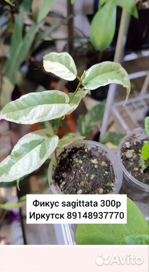 Отростки сортовых фикусов 1 часть