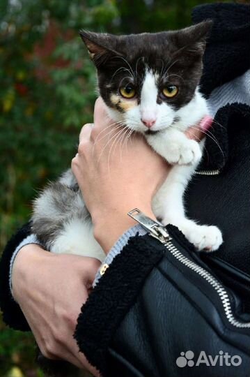 Кошечка в хорошие руки