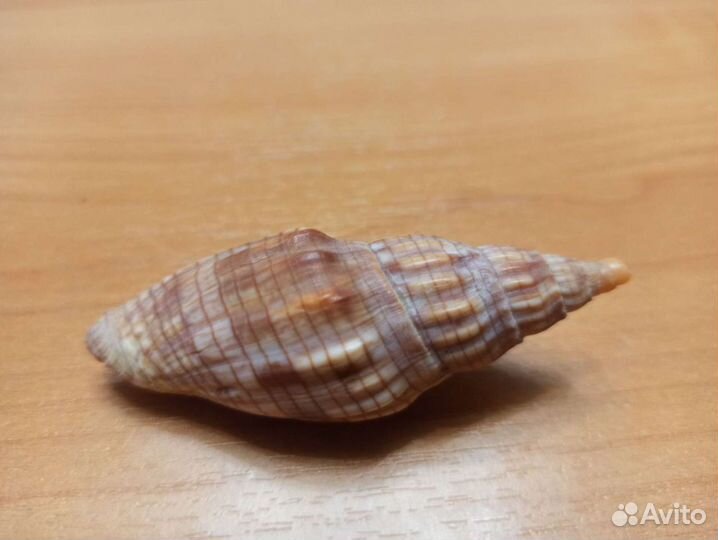 Морская раковина