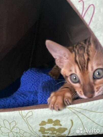 Бенгальский кот