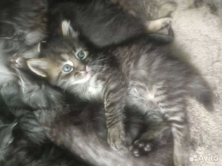 Кошка в дар бесплатно