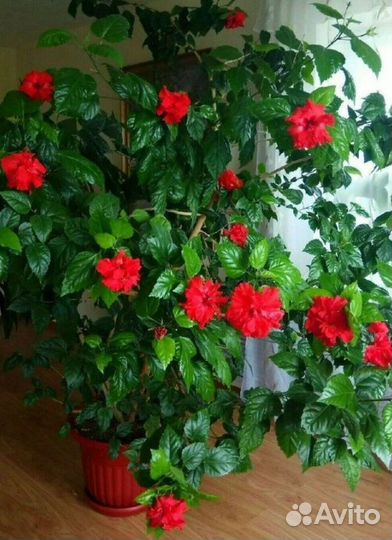 Гибискус, китайская роза