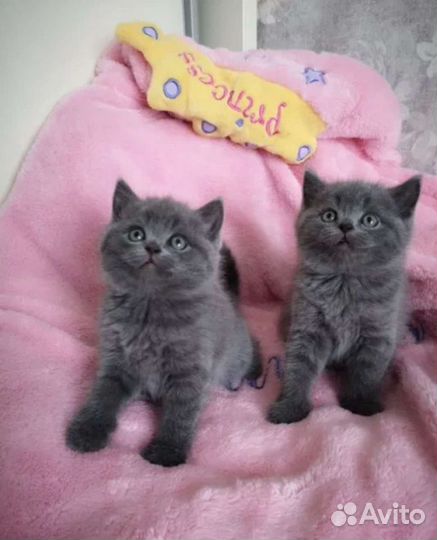 Британские котята с прекрасной родословной.Подарки