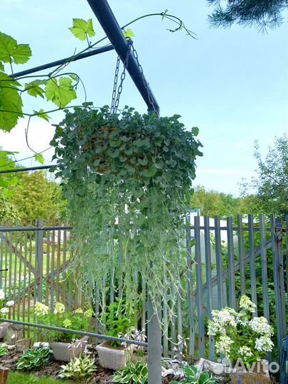 Дихондра серебристая, черенки на весну 2024