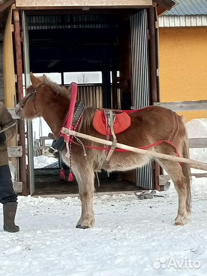 Пони, лошади