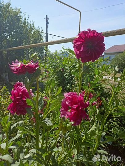 Георгины клубни