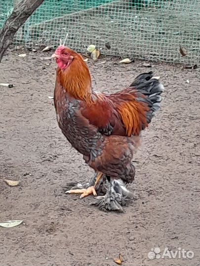 Молодые петухи Брама