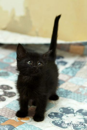 Черные котята в добрые руки