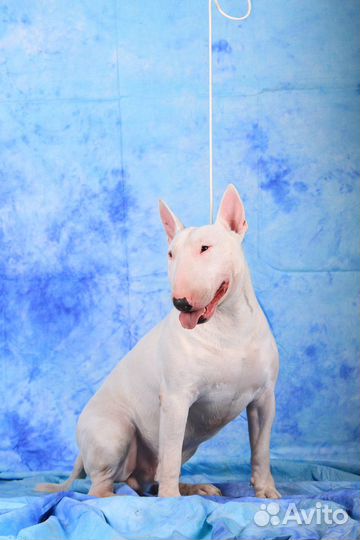 Бультерьер вязка