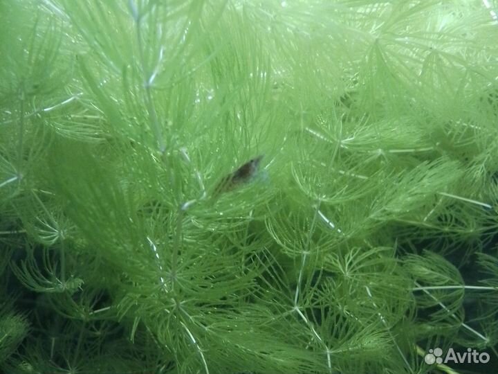 Креветки вишни