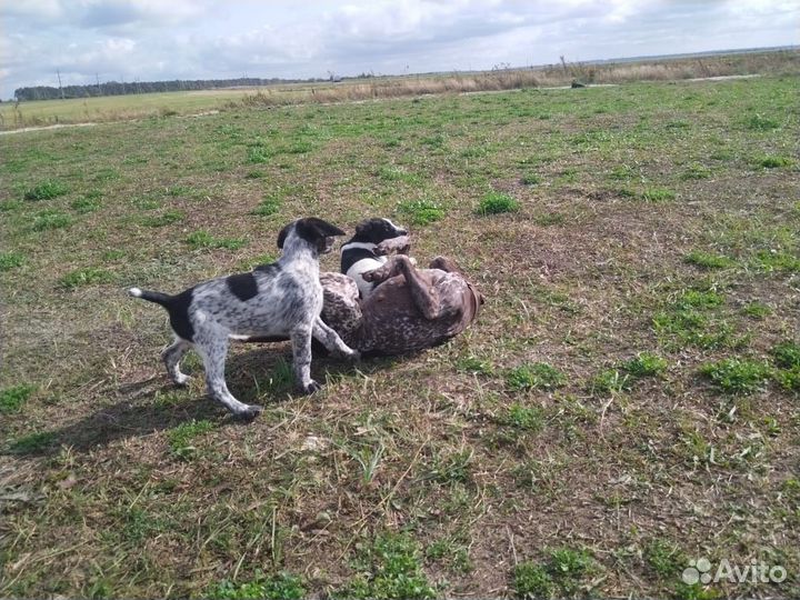 Щенки курцхара