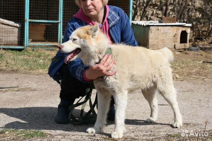 Сибирский хаски