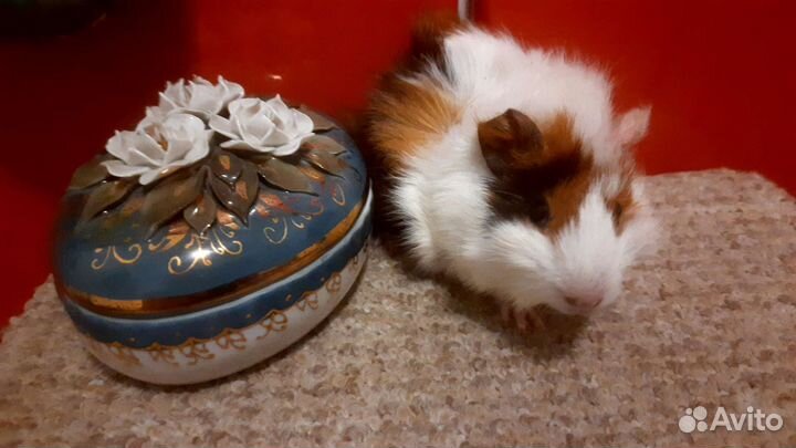 Морские свинки Аббисинские