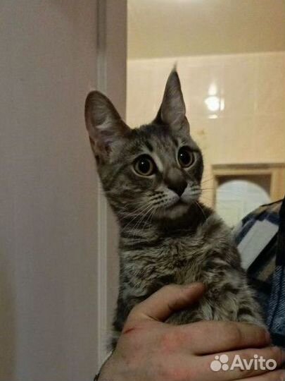 Кошка Тиффани
