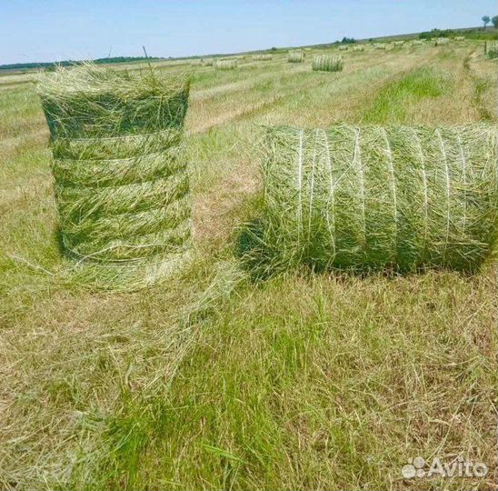 Сено в тюках 20-25кг