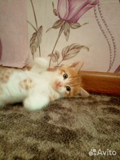 Отдам в добрые руки