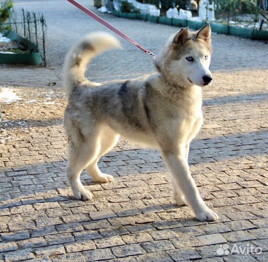 Красивая собака Севара в добрые руки