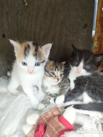 Котята отдам даром