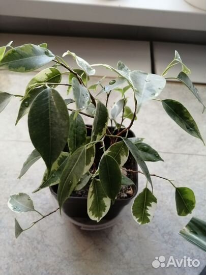 Замиокулькас