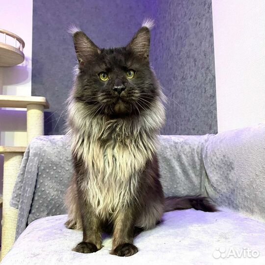 Котята мейн-кун