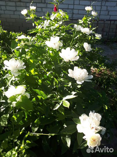 Саженцы пиона