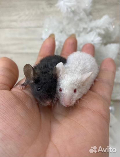 Кудрявые мыши