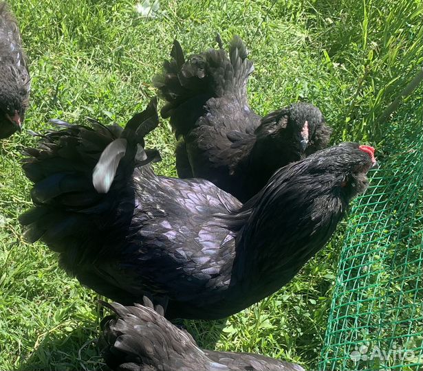 Петушки Амераукана черная/голубая