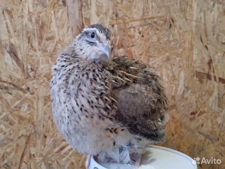 Яйцо перепелиное домашнее