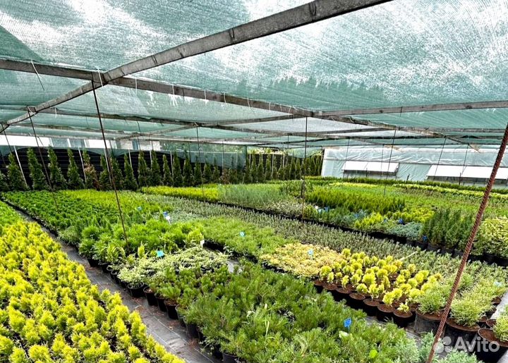 Туя смарагд в кассете оптом