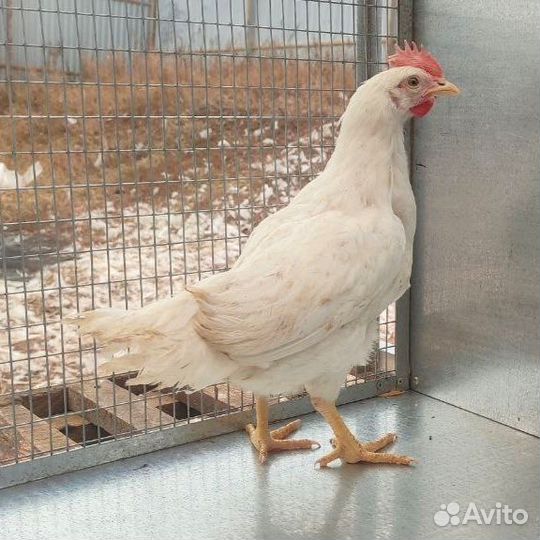 Петушки 2 месяца