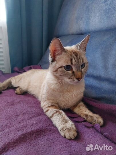 Кошечка подросток