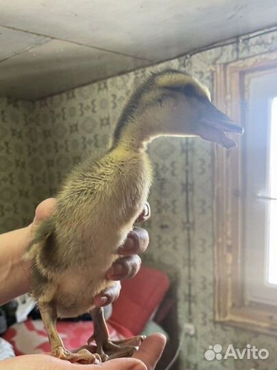 Мускусные утки семья