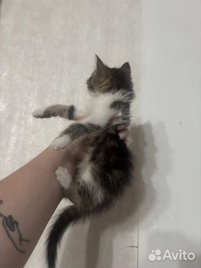 Отдам котят