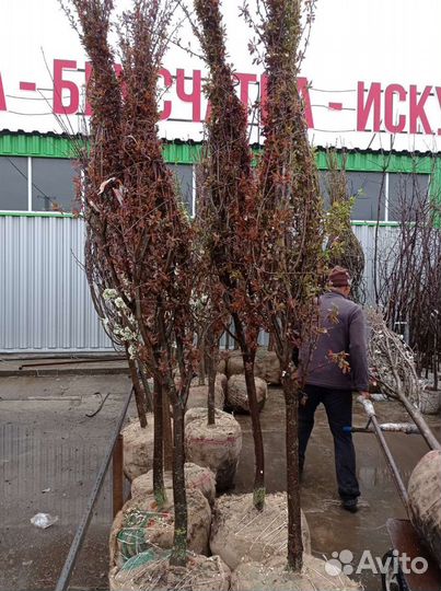 Крупномеры плодовых деревьев