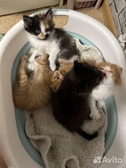 Котята в добрые руки