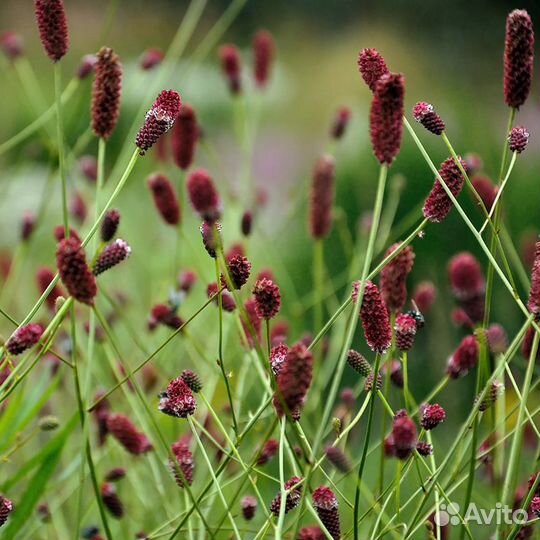 Многолетники садовые высокие