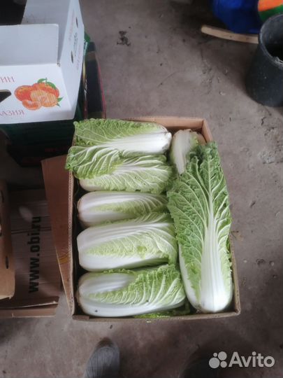 Пекинская капуста оптом
