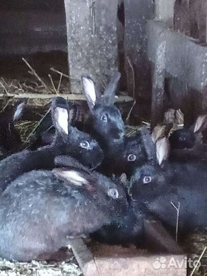Кролики мясных пород