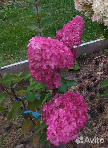 Гортензия Самарская Лидия с бутонами