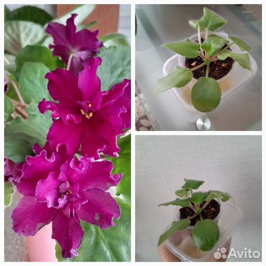 Сортовые фиалки(детки)