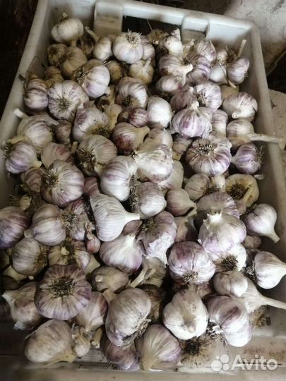 Чеснок(домашний)