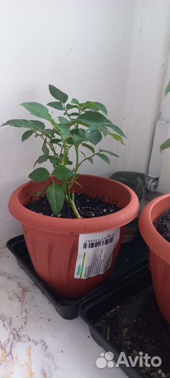 Роза кустовая в горшочке